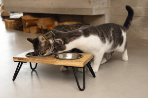 Beeztees DBL Kedi İkili Mama ve Su Kabı, Paslanmaz Çelik, Beyaz, 31x16x10cm, 2x350ml - 8