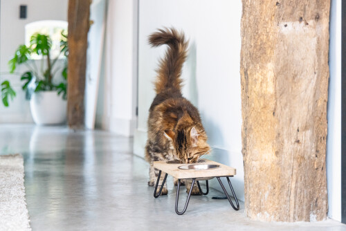 Beeztees DBL Kedi İkili Mama ve Su Kabı, Paslanmaz Çelik, Beyaz, 31x16x10cm, 2x350ml - 7