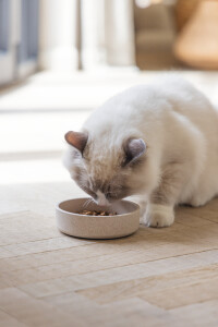 Beeztees DBL Kedi Mama Su Kabı, Bambu, Bej 12cm, 250ml - 4