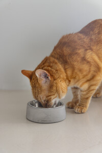 Beeztees DBL Kedi Mama Su Kabı, Paslanmaz Çelik, 12,5cm, 160ml - 3