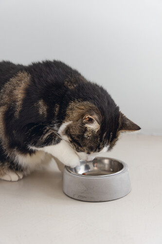 Beeztees DBL Kedi Mama Su Kabı, Paslanmaz Çelik, 12,5cm, 160ml - 2