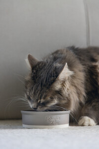 Beeztees DBL Kedi Mama Su Kabı, Seramik, Mat Gri, 12cm, 300ml - 2