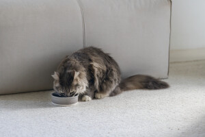 Beeztees DBL Kedi Mama Su Kabı, Seramik, Mat Gri, 12cm, 300ml - 3