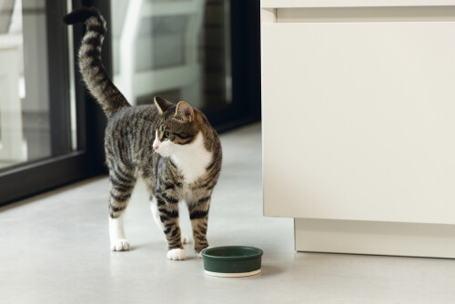 Beeztees DBL Kedi Mama Su Kabı, Seramik, Mat Yeşil, 12cm, 300ml - 2