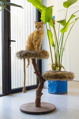 Beeztees DBL Kedi Tırmalama, Doğal, 50x50x68cm - 6