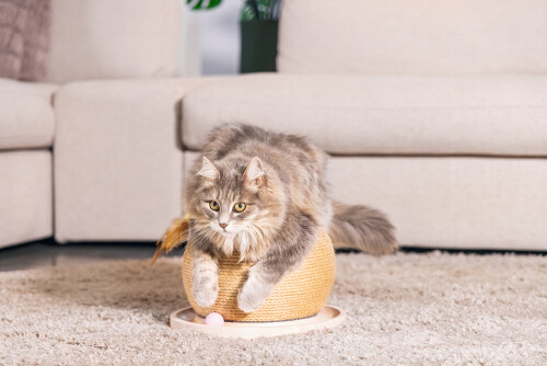 Beeztees DBL Kedi Tırmalama ve Oyuncağı, 29,5x29,5x22cm - 3