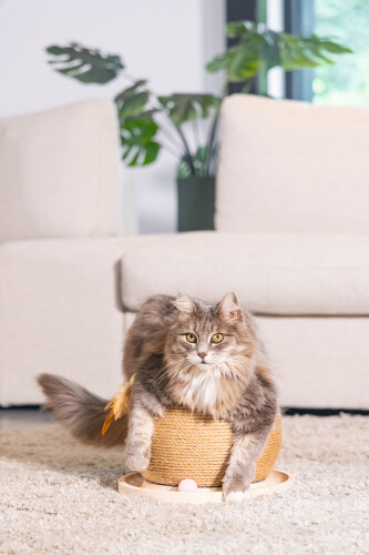 Beeztees DBL Kedi Tırmalama ve Oyuncağı, 29,5x29,5x22cm - 7