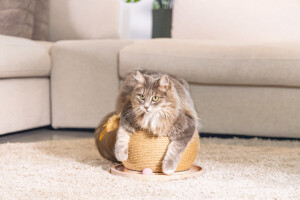 Beeztees DBL Kedi Tırmalama ve Oyuncağı, 29,5x29,5x22cm - 11