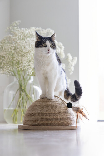 Beeztees DBL Kedi Tırmalama ve Oyuncağı, 34,5x34,5x18cm - 3