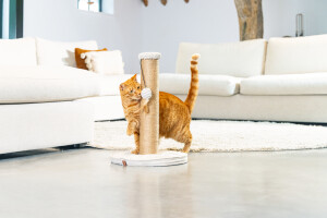 Beeztees DBL Kedi Tırmalama ve Oyuncağı, Açık Gri, 35x35x50cm - 6