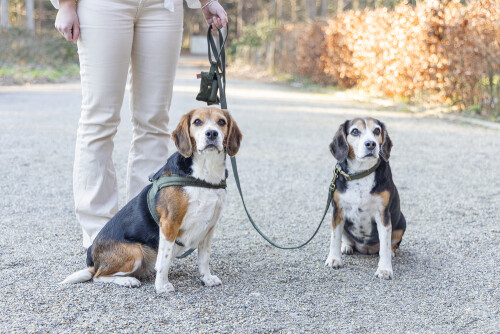 Beeztees DBL Köpek Gezdirme Kayışı, Velura, Yeşil, 120cm, 20mm - 4