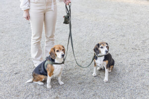 Beeztees DBL Köpek Gezdirme Kayışı, Velura, Yeşil, 120cm, 20mm - 3