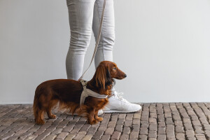 Beeztees DBL Köpek Göğüs Tasması, Velur, Gri, S, 20mm x 52cm - 4