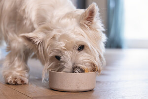 Beeztees DBL Köpek Mama Su Kabı, Bambu, Bej, 12cm, 300ml - 2