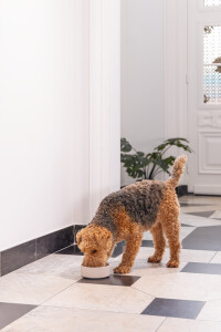 Beeztees DBL Köpek Mama Su Kabı, Bambu, Bej, 17cm, 800ml - 2