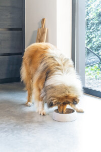 Beeztees DBL Köpek Mama Su Kabı, Dışı Beton, Paslanmaz Çelik, 20cm, 700ml - 6