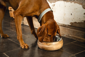 Beeztees DBL Köpek Mama Su Kabı, Dışı Masif Ahşap, Paslanmaz Çelik, 21cm, 1300ml - 7