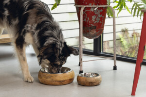 Beeztees DBL Köpek Mama Su Kabı, Dışı Masif Ahşap, Paslanmaz Çelik, 21cm, 1300ml - 9