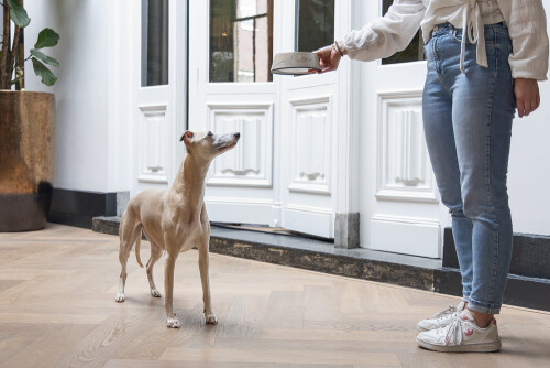 Beeztees DBL Köpek Mama Su Kabı, Mat Altın Rengi Paslanmaz Çelik, Bej Mermer Görünümlü, 17,5cm, 350m - 8