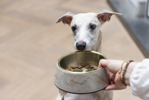 Beeztees DBL Köpek Mama Su Kabı, Mat Altın Rengi Paslanmaz Çelik, Bej Mermer Görünümlü, 17,5cm, 350m - 10