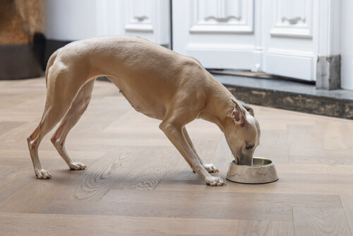 Beeztees DBL Köpek Mama Su Kabı, Mat Altın Rengi Paslanmaz Çelik, Bej Mermer Görünümlü, 17,5cm, 350m - 9