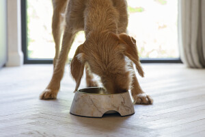 Beeztees DBL Köpek Mama Su Kabı, Mat Altın Rengi Paslanmaz Çelik, Bej Mermer Görünümlü, 22cm, 700ml - 6