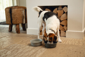 Beeztees DBL Köpek Mama Su Kabı, Mat Gri Paslanmaz Çelik, 16cm, 940ml - 2