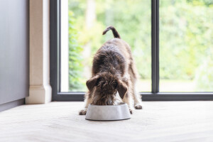 Beeztees DBL Köpek Mama Su Kabı, Mat Paslanmaz Çelik, Beyaz Mermer Görünümlü, 14cm, 160ml - 2