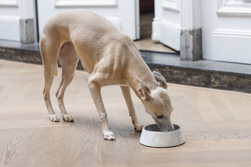 Beeztees DBL Köpek Mama Su Kabı, Mat Paslanmaz Çelik, Beyaz Mermer Görünümlü, 17,5cm, 350ml - 2