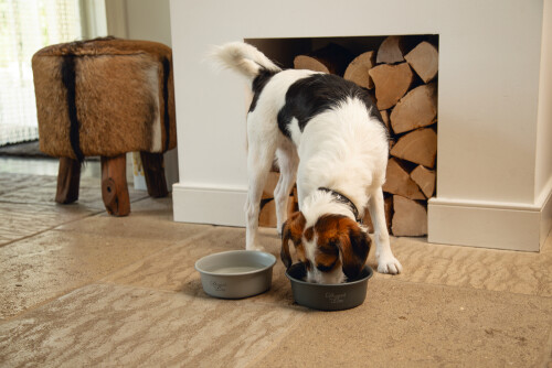 Beeztees DBL Köpek Mama Su Kabı, Mat Siyah Paslanmaz Çelik, 16cm, 940ml - 2