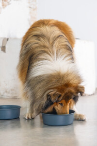 Beeztees DBL Köpek Mama Su Kabı, Mat Siyah Paslanmaz Çelik, 20cm, 1,9L - 4