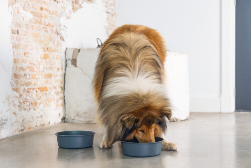 Beeztees DBL Köpek Mama Su Kabı, Mat Siyah Paslanmaz Çelik, 20cm, 1,9L - 5