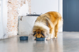 Beeztees DBL Köpek Mama Su Kabı, Mat Siyah Paslanmaz Çelik, 20cm, 1,9L - 6