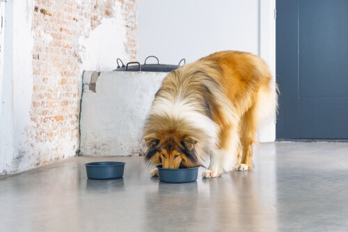 Beeztees DBL Köpek Mama Su Kabı, Mat Siyah Paslanmaz Çelik, 20cm, 1,9L - 6