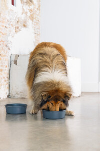 Beeztees DBL Köpek Mama Su Kabı, Mat Siyah Paslanmaz Çelik, 20cm, 1,9L - 7