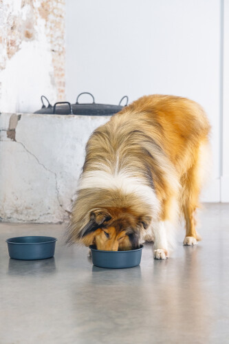 Beeztees DBL Köpek Mama Su Kabı, Mat Siyah Paslanmaz Çelik, 20cm, 1,9L - 11