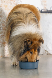 Beeztees DBL Köpek Mama Su Kabı, Mat Siyah Paslanmaz Çelik, 20cm, 1,9L - 2