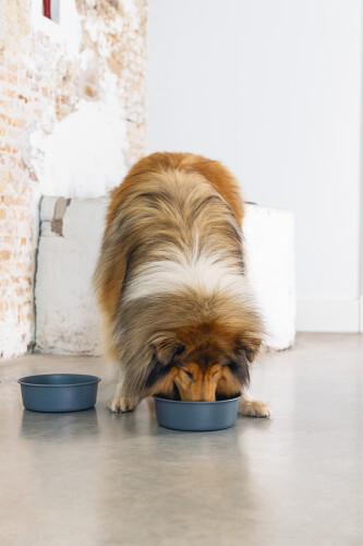 Beeztees DBL Köpek Mama Su Kabı, Mat Siyah Paslanmaz Çelik, 20cm, 1,9L - 7