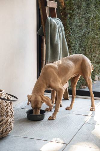 Beeztees DBL Köpek Mama Su Kabı, Mat Siyah Paslanmaz Çelik, 20cm, 1,9L - 10