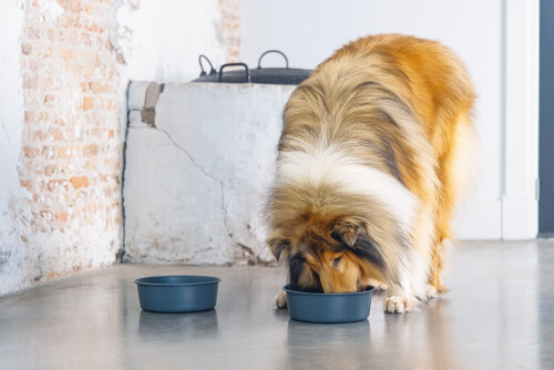 Beeztees DBL Köpek Mama Su Kabı, Mat Siyah Paslanmaz Çelik, 20cm, 1,9L - 12