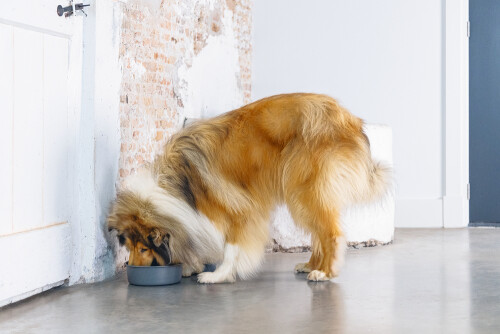 Beeztees DBL Köpek Mama Su Kabı, Mat Siyah Paslanmaz Çelik, 20cm, 1,9L - 3