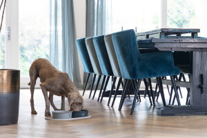 Beeztees DBL Köpek Mama Su Kabı, Mat Siyah Paslanmaz Çelik, 20cm, 1,9L - 8