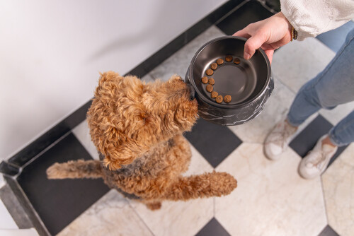 Beeztees DBL Köpek Mama Su Kabı, Mat Siyah Paslanmaz Çelik, Siyah Mermer Görünümlü, 17,5cm, 350ml - 3