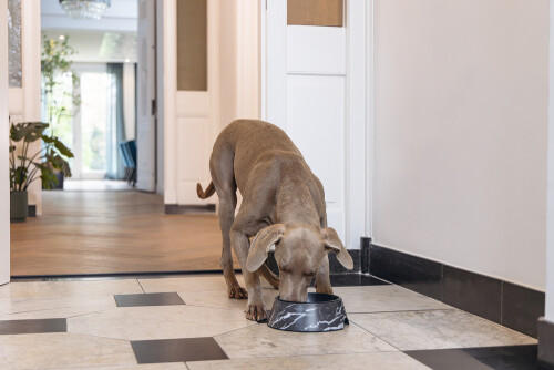 Beeztees DBL Köpek Mama Su Kabı, Mat Siyah Paslanmaz Çelik, Siyah Mermer Görünümlü, 22cm, 700ml - 3