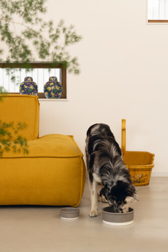 Beeztees DBL Köpek Mama Su Kabı, Seramik, Mat Gri, 13cm, 160ml - 2