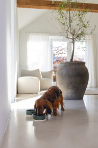 Beeztees DBL Köpek Mama Su Kabı, Seramik, Mat Yeşil, 13cm, 160ml - 4