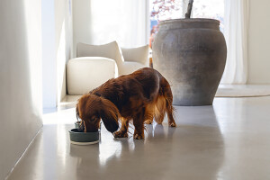 Beeztees DBL Köpek Mama Su Kabı, Seramik, Mat Yeşil, 13cm, 160ml - 3