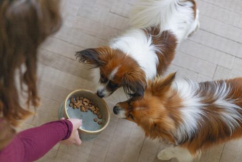 Beeztees DBL Köpek Mama Su Kabı, Seramik, Yeşil, 13,5cm, 500ml - 7