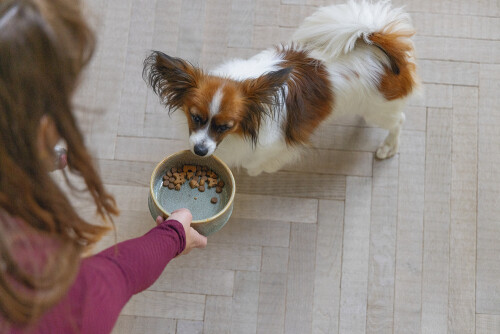 Beeztees DBL Köpek Mama Su Kabı, Seramik, Yeşil, 13,5cm, 500ml - 8