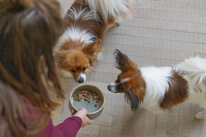 Beeztees DBL Köpek Mama Su Kabı, Seramik, Yeşil, 13,5cm, 500ml - 6